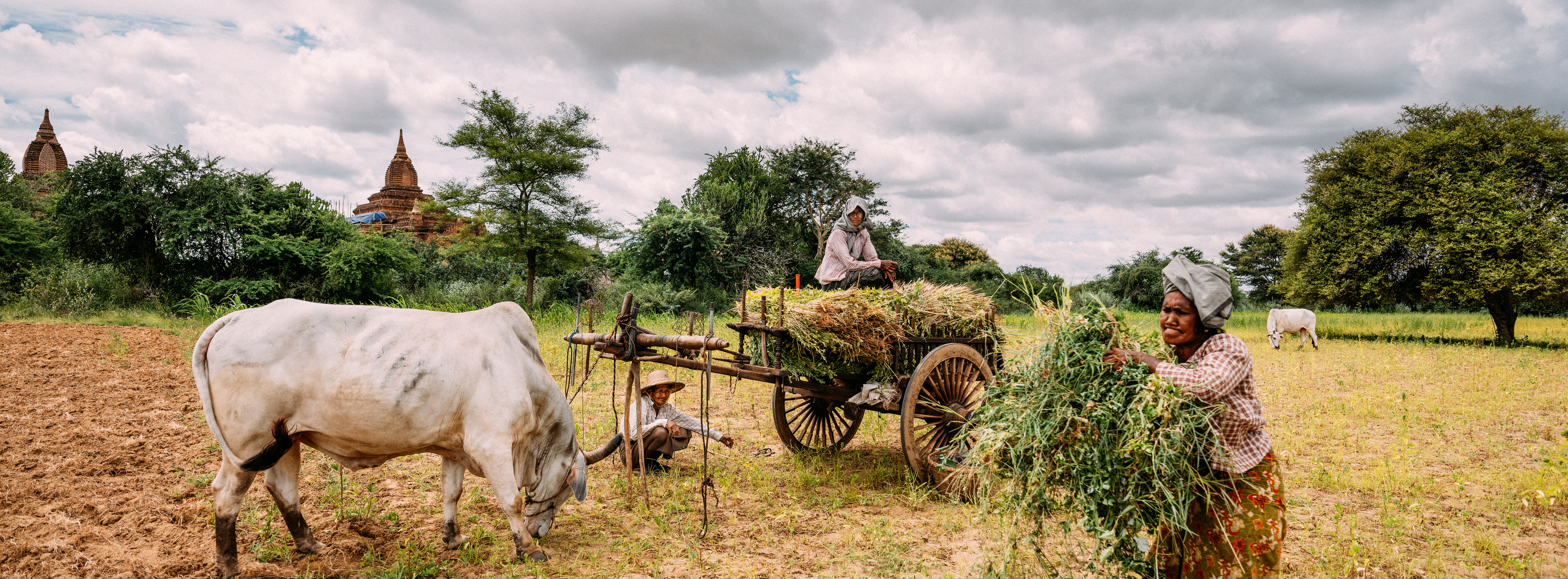 Rizacan Kumas - Panoramic Portraits - Panoramic Portraits #36 - NFT # 44